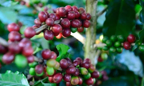 Giá cà phê hôm nay 26/3/2026: Thị trường phục hồi mạnh, triển vọng tích cực