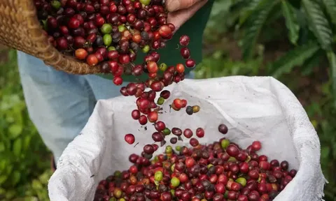 Giá cà phê hôm nay 27/3/2026: Thị trường lao dốc, áp lực bán tháo toàn cầu