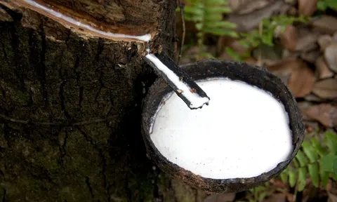 Giá cao su hôm nay 27/3/2026: Giá cao su thế giới tăng, trong nước ổn định