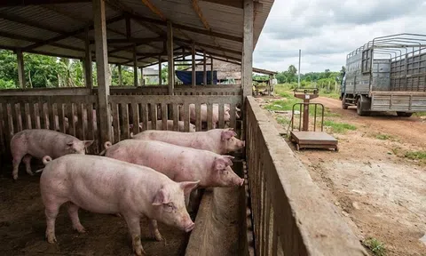 Giá heo hơi hôm nay 27/3: Miền Nam giữ đỉnh 69.000 đồng/kg