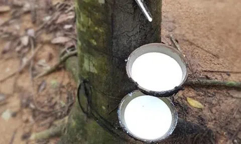 Giá cao su hôm nay 28/3/2026: Thị trường phân hóa, Nhật Bản tăng mạnh