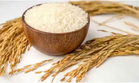 Giá lúa gạo hôm nay 28/3/2026: Thị trường ổn định, xuất khẩu gặp khó