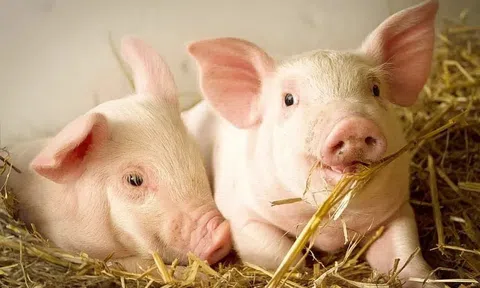 Giá heo hơi hôm nay 29/3/2026: Dao động trong khoảng 62.000 - 69.000 đồng/kg.