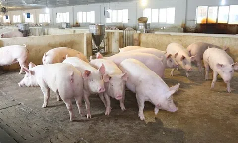 Giá heo hơi hôm nay 30/3: Miền Bắc, Miền Trung tiếp đà giảm