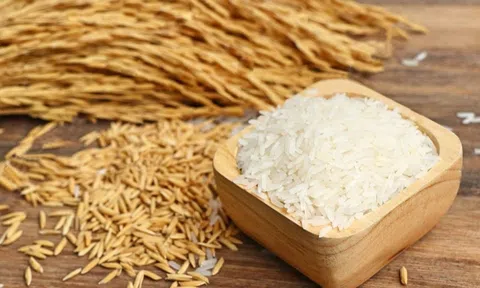 Giá lúa gạo hôm nay 30/3/2026: Thị trường bình ổn, giao dịch chậm