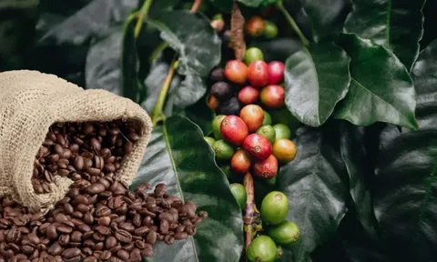 Giá cà phê hôm nay 1/4/2026: Thị trường lao dốc, xu hướng điều chỉnh