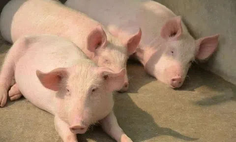 Giá heo hơi hôm nay 1/4: Tăng giảm trái chiều giữa các miền