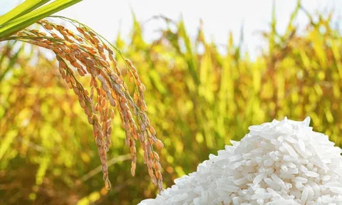 Giá lúa gạo hôm nay 2/4/2026: Khởi sắc trở lại