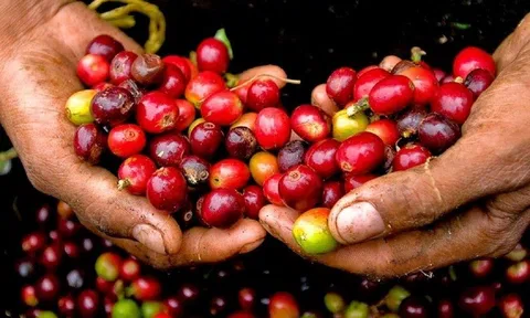 Giá cà phê hôm nay 3/4/2026: Phục hồi trở lại mốc 90.000 đồng/kg