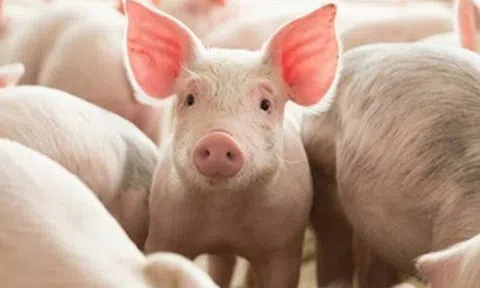 Giá heo hơi hôm nay 3/4: Phục hồi, miền Bắc và miền Trung tăng tốc