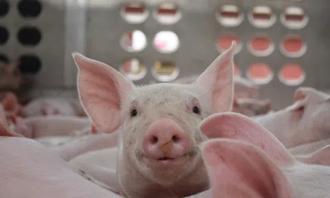 Giá heo hơi hôm nay 4/4: Xu hướng phục hồi rõ nét