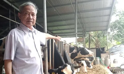 Người nông dân 77 tuổi làm giàu từ mô hình chăn nuôi bò sữa