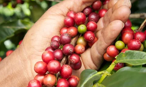 Giá cà phê hôm nay 5/4/2026: Cập nhật giá cà phê trong nước, thế giới