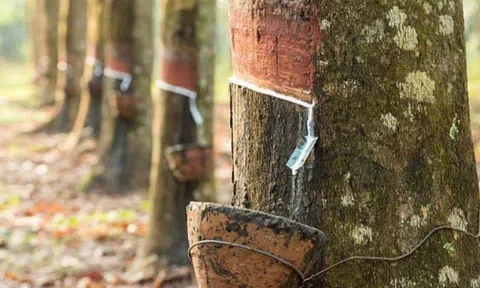 Giá cao su hôm nay 5/4/2026: Cập nhật giá cao su trong nước và quốc tế