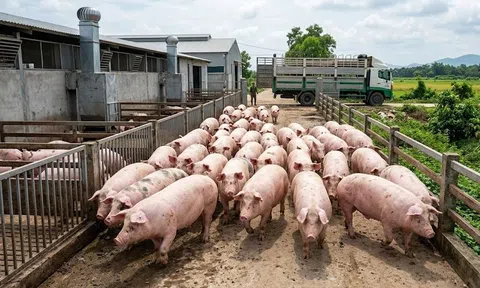 Giá heo hơi hôm nay 5/4: Biến động trái chiều tuần qua