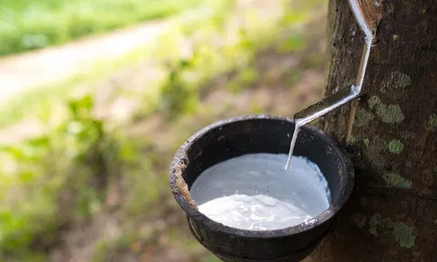 Giá cao su hôm nay 7/4/2026: Cập nhật giá cao su trong nước và quốc tế