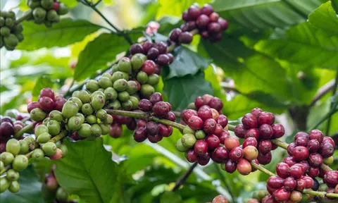 Giá cà phê hôm nay 8/4/2026: Trong nước đi ngang