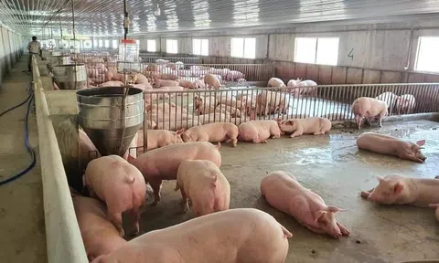 Giá heo hơi hôm nay 8/4: Phục hồi tại Miền Nam, Miền Trung