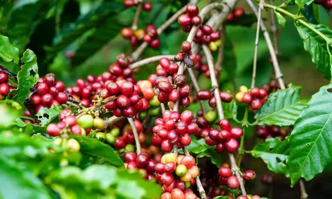 Giá cà phê hôm nay 9/4/2026: Lao dốc mạnh