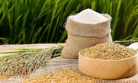 Giá lúa gạo hôm nay 9/4/2026: Giá lúa tăng nhẹ