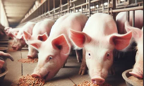 Giá heo hơi hôm nay 10/4: Ổn định tại cả ba miền