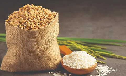 Giá lúa gạo hôm nay 10/4/2026: Duy trì ổn định