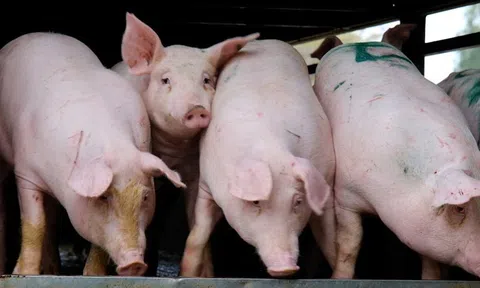 Giá heo hơi hôm nay 11/4: Giảm rải rác tại Miền Bắc, Miền Trung