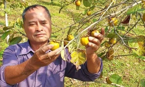 Nông dân Lăng Văn Vảng (Lạng Sơn) - người làm giàu từ đặc sản vùng núi