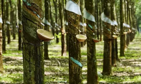 Giá cao su hôm nay 15/4/2026: Thị trường quốc tế biến động trái chiều