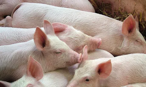 Giá heo hơi hôm nay 15/4: Tăng nhẹ ở cả ba miền