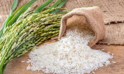 Giá lúa gạo hôm nay 15/4/2026: Giá lúa gạo ít biến động