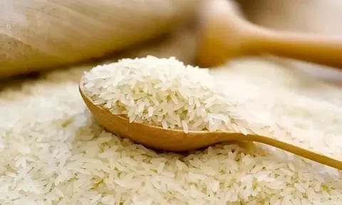 Giá lúa gạo hôm nay 4/8/2026: Giá lúa giảm, gạo nguyên liệu giữ vùng giá cao