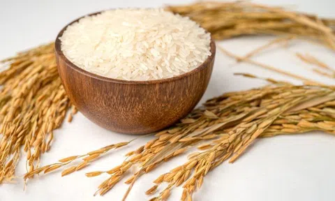 Giá lúa gạo hôm nay 12/8/2026: Giá gạo nguyên liệu tăng