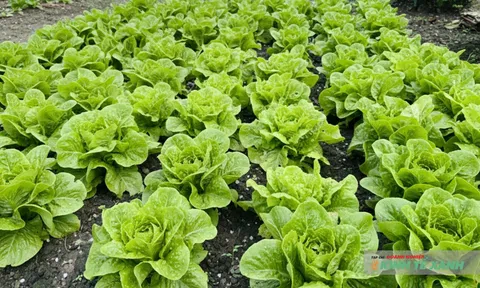 Nông nghiệp Cần Thơ duy trì tăng trưởng ổn định