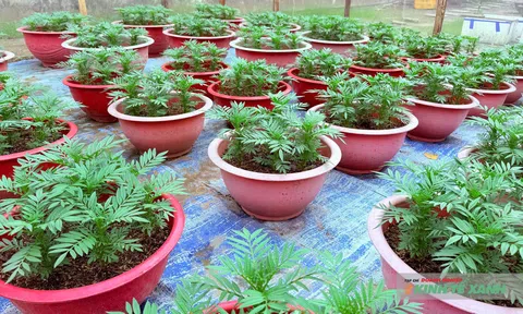 Người dân Cần Thơ tất bật trồng hoa Tết, kỳ vọng vụ mùa khởi sắc