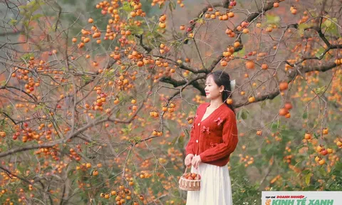 Mê mẩn vườn hồng cổ hoang sơ dưới chân núi Đại Huệ