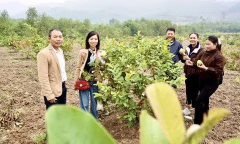 Hiệu quả từ mô hình trồng ổi Đài Loan theo tiêu chuẩn VietGAP