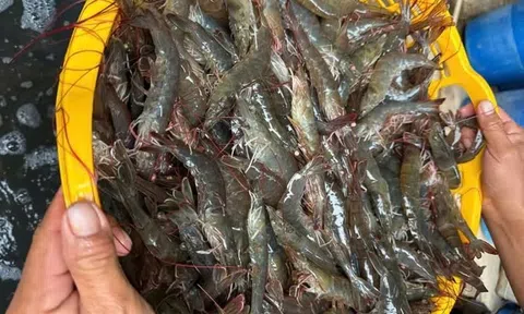 Giải pháp phát triển bền vững nghề nuôi tôm ở Nghệ An