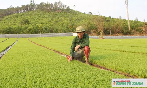 Người tiên phong ứng dụng công nghệ hiện đại vào sản xuất lúa