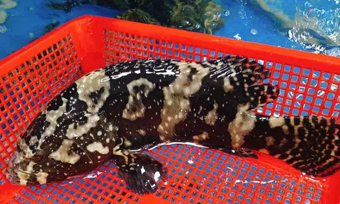 Hiệu quả từ mô hình nuôi cá mú trân châu trong ao đất