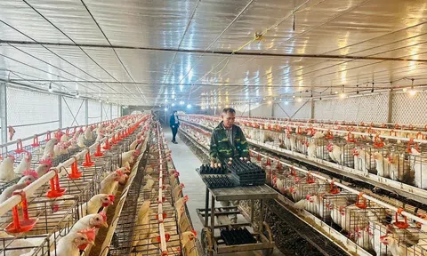 Hiệu quả từ mô hình nuôi gà sinh sản kết hợp bổ sung thảo dược