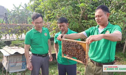 Nông dân xã Quỳnh Văn phát triển hiệu quả mô hình nuôi ong lấy mật