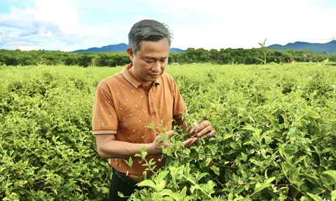 Trồng cây dược liệu – Hướng sinh kế bền vững cho bà con miền Tây Nghệ An