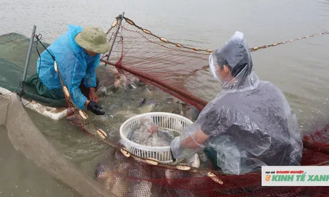 Nông dân loay hoay tìm đầu ra cho cá rô phi