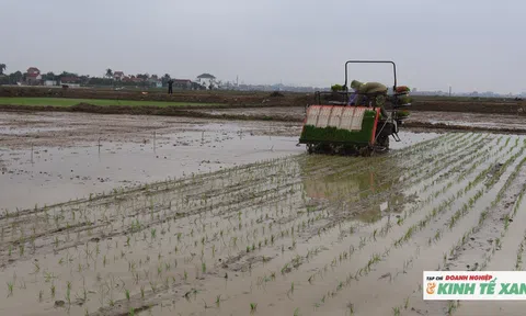 Nông dân Quỳnh Văn đưa máy cấy vào sản xuất lúa vụ xuân 2026