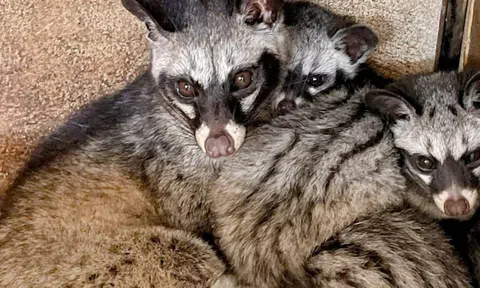 9X Nghệ An bỏ nghề lái xe, thu tiền tỷ từ mô hình nuôi chồn hương