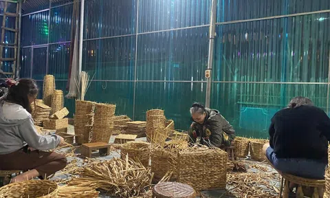 Bèo tây xuất khẩu mở hướng sinh kế mới cho người dân vùng cao xứ Nghệ