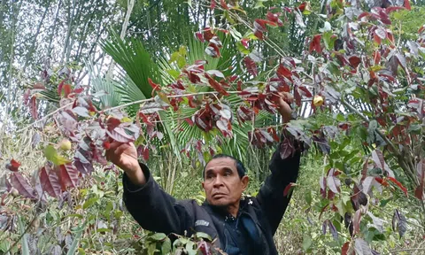 Người dân vùng cao đổ xô hái “lộc rừng” thu tiền triệu mỗi ngày