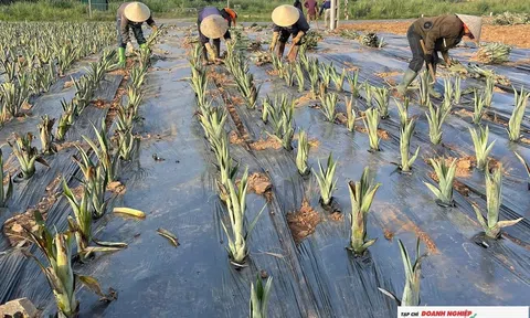 Quỳnh Thắng  (Nghệ An): Phát triển vùng dứa chuyên canh, hướng tới sản xuất hàng hóa bền vững