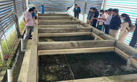 Hiệu quả từ mô hình nuôi lươn không bùn ở Thành Vinh